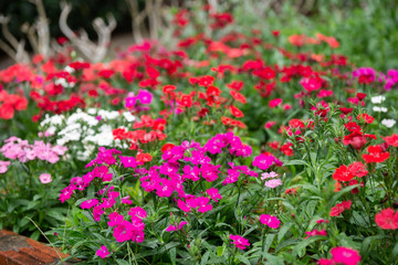 Dianthus chinensis (China Pink, Sweet William flower ) - Image