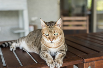 tabby cat sit