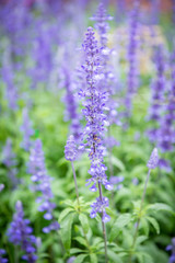 colorful forget me not flower in garden