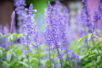 colorful forget me not flower in garden