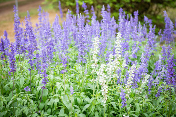 Fototapeta premium colorful forget me not flower in garden