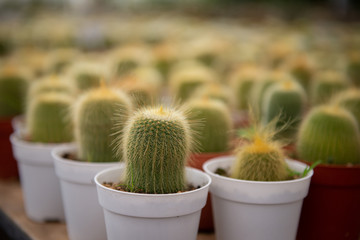 Cactus flower in a cultured farm