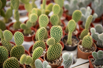 Cactus flower in a cultured farm