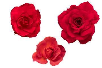 Blurred for Background.Beautiful Red rose isolated on the white background. Photo with clipping path.