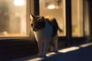 cat walk at night