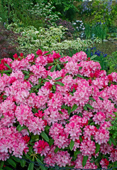A garden featuring English and Japanese gardening styles using colourful rhododendrons