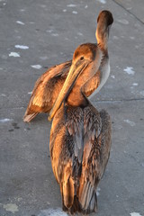 Pelicans