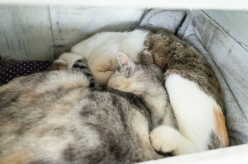 cat sleep with her daughter