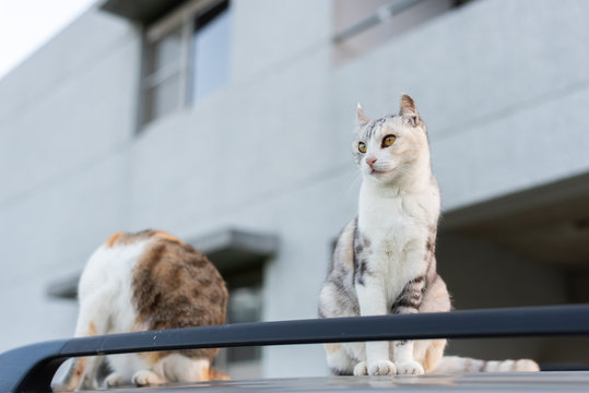 twp cat sit on a car