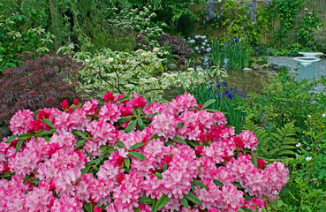 A garden featuring English and Japanese gardening styles using colourful rhododendrons