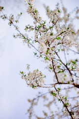 Obraz premium White tree blossoms