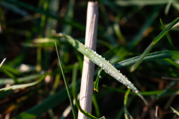 Green grass with dew in the morning. In an industrial / urban area