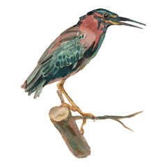 De groene reiger. Aquarel handgeschilderde tekening van vogel.