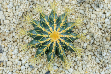 Fototapeta premium The Little Cactus in Detail