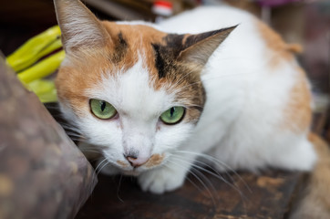 tortoiseshell cat sit and look