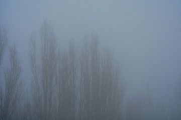 Fototapeta na wymiar Silhouette of trees without foliage, barely visible through the autumn fog