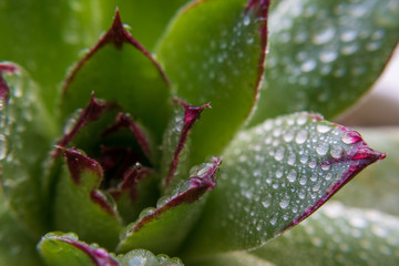 closeup of succulent with water drops. green background. natural patterns. 