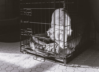 Blind and Deaf whitE dog in a crate