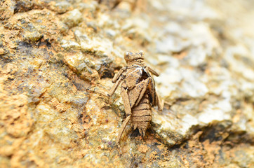 Brown exotic insect, camouflaging live on stone