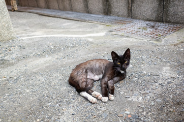 black stray cat lying on ground