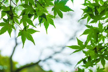 Obraz premium The Beautiful Green Maple Leaves