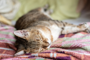 Fototapeta na wymiar fat tabby cat sleep on the bed