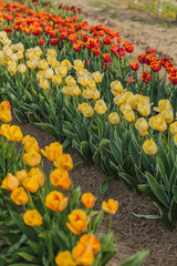 Obraz premium tulips field agriculture holland