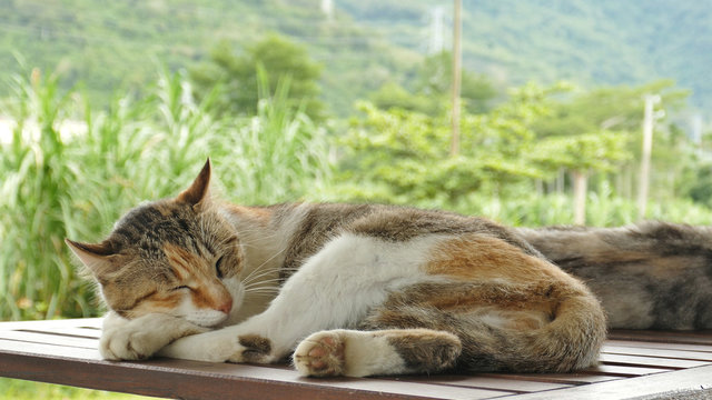 cute sleeping cat