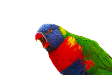 The rainbow lorikeet (Trichoglossus moluccanus) sitting on the branch with open beak. Extremely colored parrot isolated with a white background.