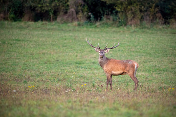 Naklejka na ściany i meble Red deer, cervus elaphus, stag looking to camera on a green meadow in autumn. Wild animal in nature with empty space for text