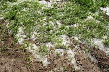 Torfmoor,Renaturierung,Hille,Lübbecke,Minden,Weiden,Schnee