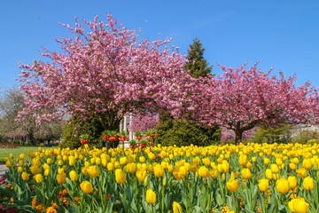 A mass of yellow tulips with crown imperial lily and pink cherry blossom in the spring sunshine.  Growing in a park in Cardiff, South Wales, UK