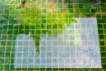 Dirty swimming pool, dirt and green algae in shallow water pool