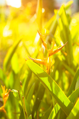 The flowers in the sunshine