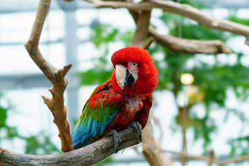 神戸どうぶつ王国　ベニコンゴウインコ
