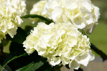 white flowering Hydrangea in the nature