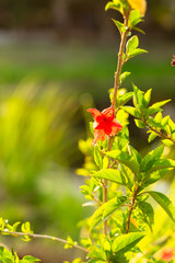 The flowers in the sunshine