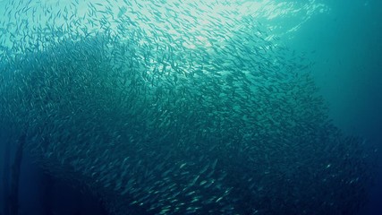 Large shoal of fish, Blacktip sardinella (Sardinella melanura) ripples and sways under a jetty, Raja Ampat, Indonesia, SUPER SLOW MOTION