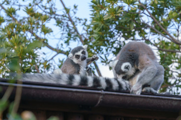 神戸どうぶつ王国　ワオキツネザル