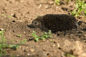 hedgehog walks in the field looking for food