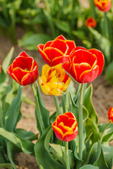 tulips field agriculture holland
