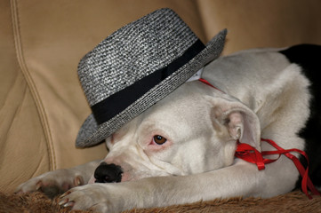 Hund mit Hut auf dem Sofa