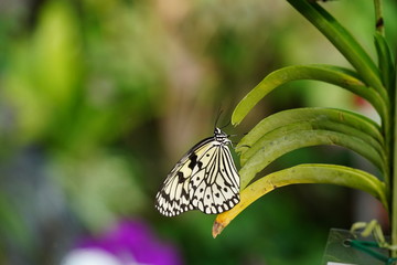 伊丹市昆虫館の蝶