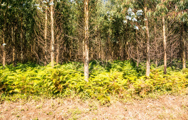 Trees in the forest of the north of Spain.