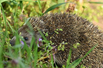 portrait of hedgehog in the field grass 