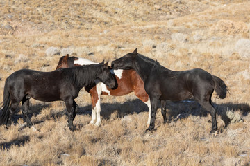 Obraz premium Wild horses in Utah in Winter