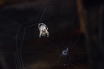 the spider crosses on the web and waits for the victim
