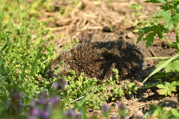 hedgehog walks in the field looking for food