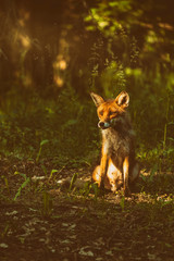 Red fox in the forest