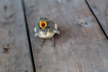Little yellow-fledged wagtail chick (Motacilla) asks to eat